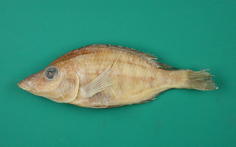 Placidochromis longirostris